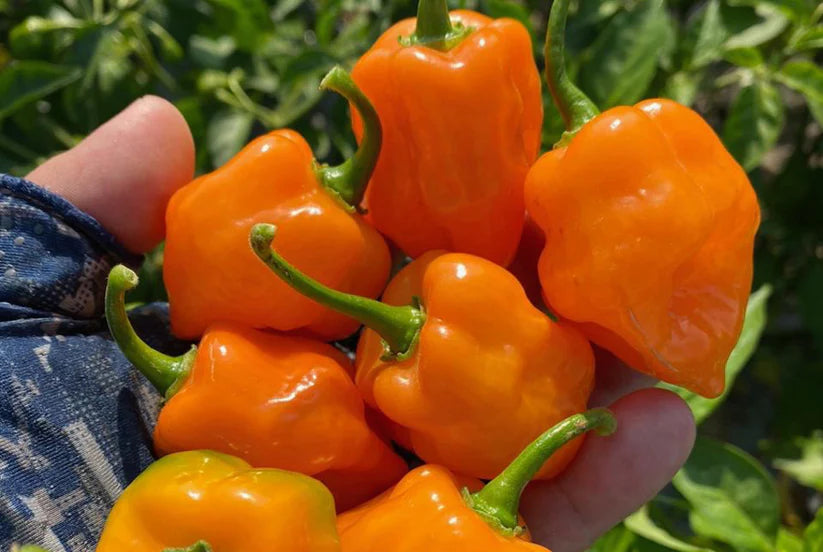 Pepper Seeds - Hot - Habanero Orange