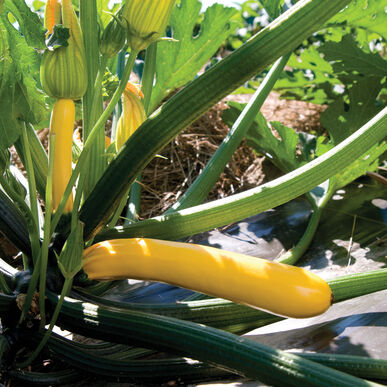 Squash Seeds - Summer - Zucchini Golden