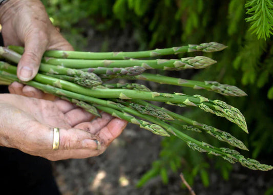 Asparagus Seeds - Mary Washington Regular price$2.99 USD