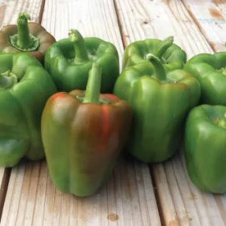 California Wonder Sweet Bell Pepper