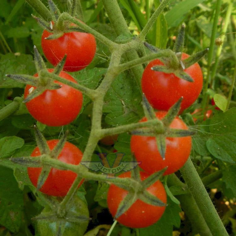 Everglades Tomato Seeds