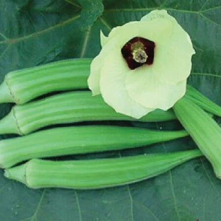 Okra- Perkins Long Pod