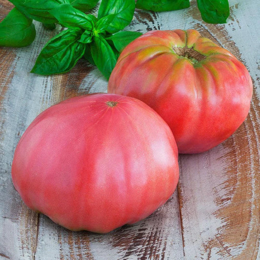 Tomato Seeds - Brandywine Pink