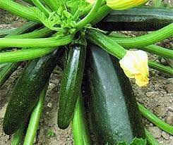 Squash Seeds - Summer - Zucchini Black Beauty