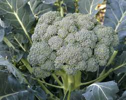 Broccoli Seeds - Waltham 29