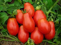 Tomato Seeds - Roma VF