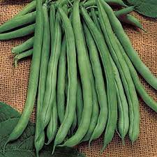 Bean Seeds - Bush - Blue Lake Bush