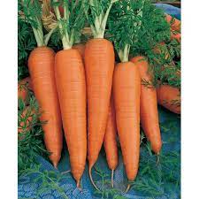 Carrot Seeds - Danvers 126