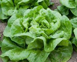 Lettuce Seeds - Butterhead - Buttercrunch